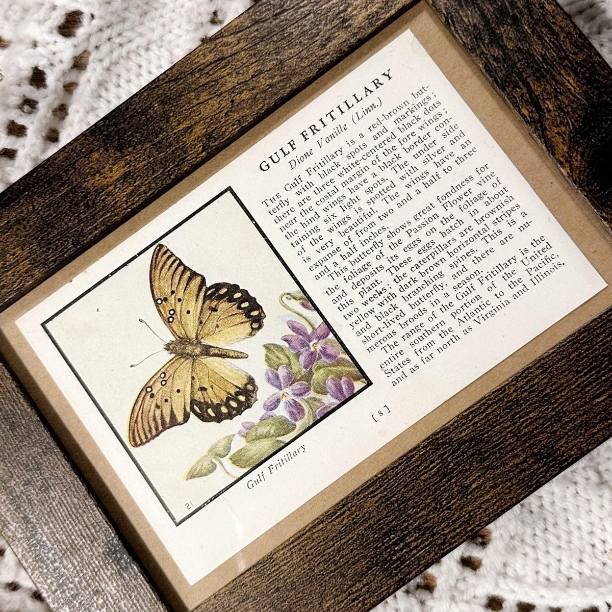 1934 The Gulf Fritillary – 4x6 Framed Vintage 1930's Butterfly Book Page