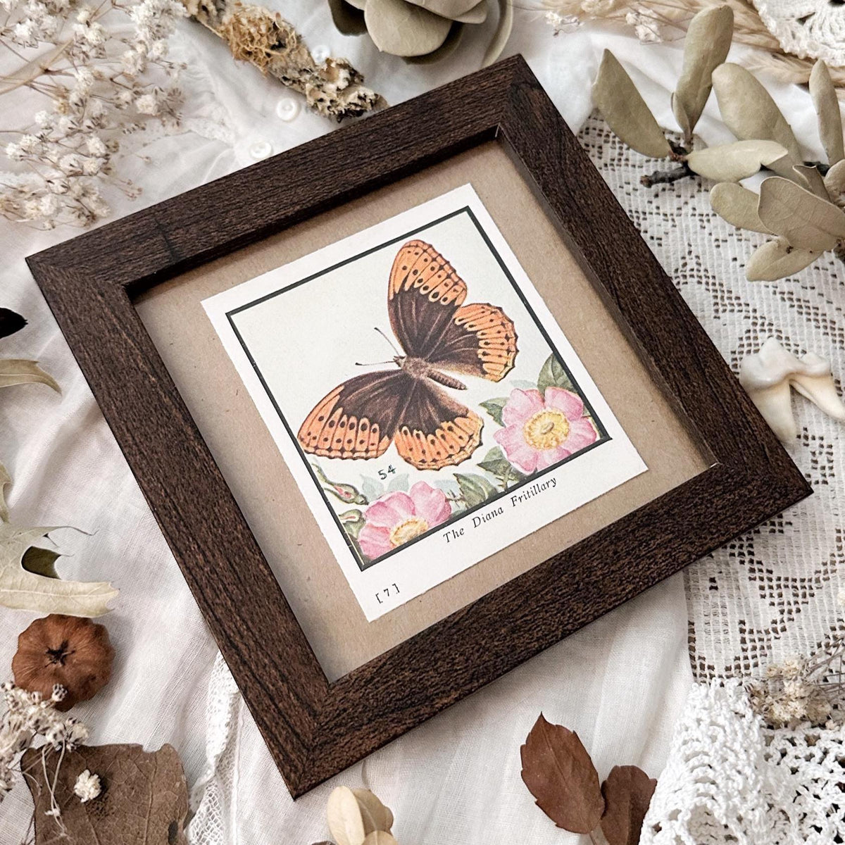 1934 The Diana Fritillary Butterfly – 4x4 Framed Vintage 1930's Print