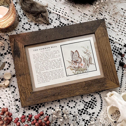 1934 The Common Blue Butterfly – 4x6 Framed Vintage 1930's Book Page