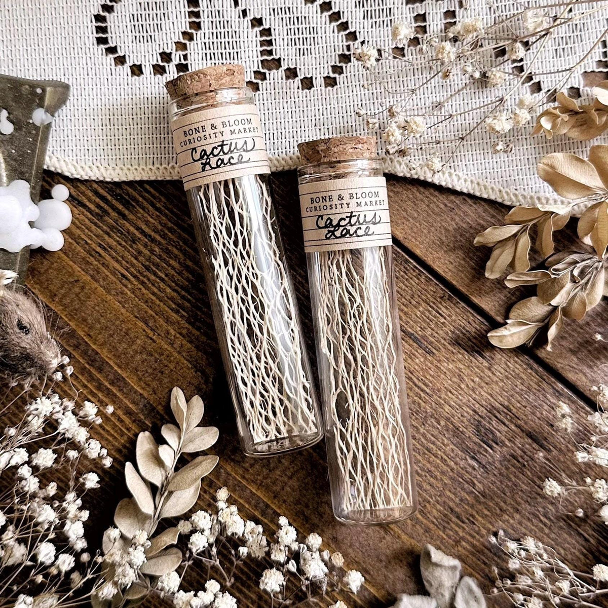 Real Dried Cactus Lace in Glass Vial