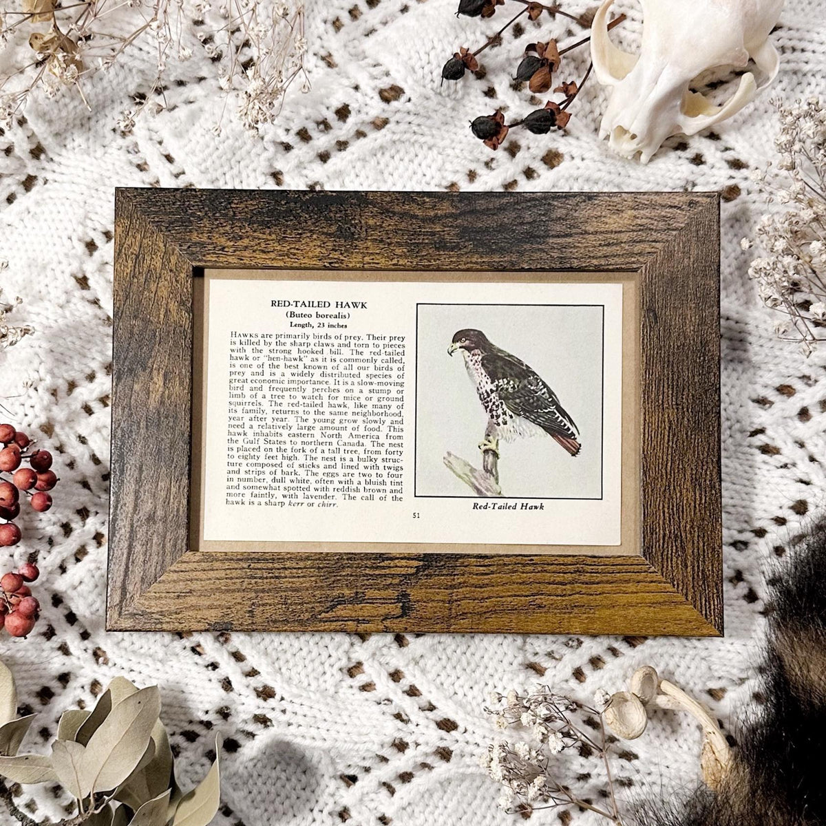 1931 The Red-Tailed Hawk – 4x6 Framed Vintage 1930's Bird Book Page