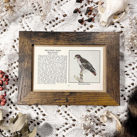 1931 The Red-Tailed Hawk – 4x6 Framed Vintage 1930's Bird Book Page