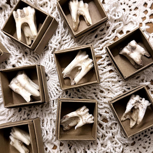 One Real Mystery Rustic Cow Tooth in Kraft Box