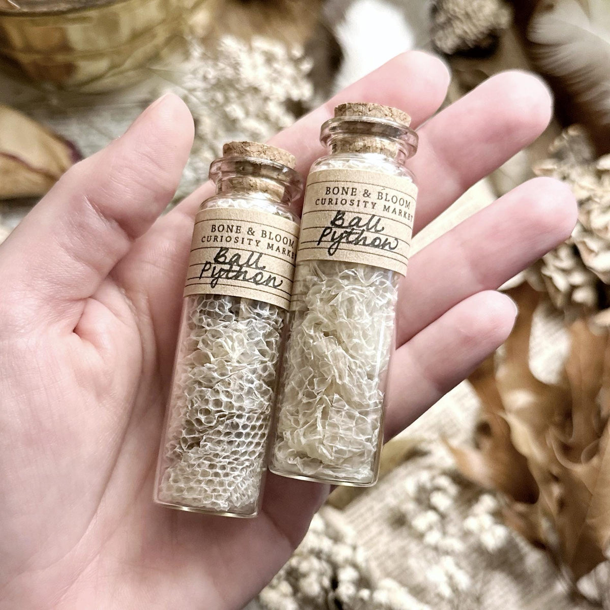 Real Ball Python Snake Skin in Glass Vial