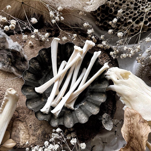 One Real Squirrel Tibia Bone