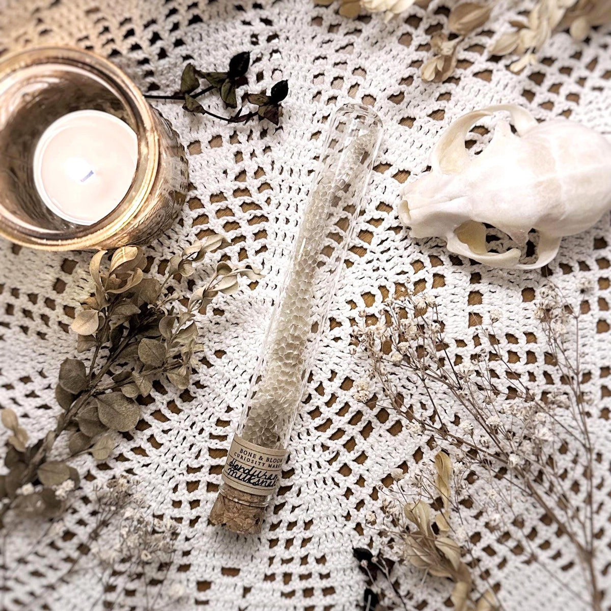 Real Honduran Milksnake Tail Skin Shed in Glass Dome