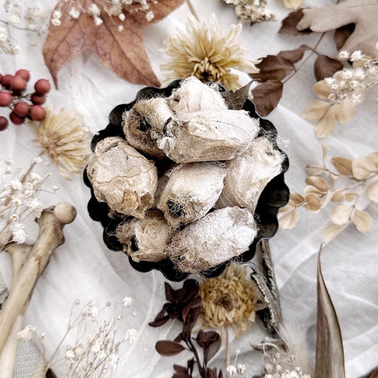 One Real Silk Moth Cocoon – No. 01