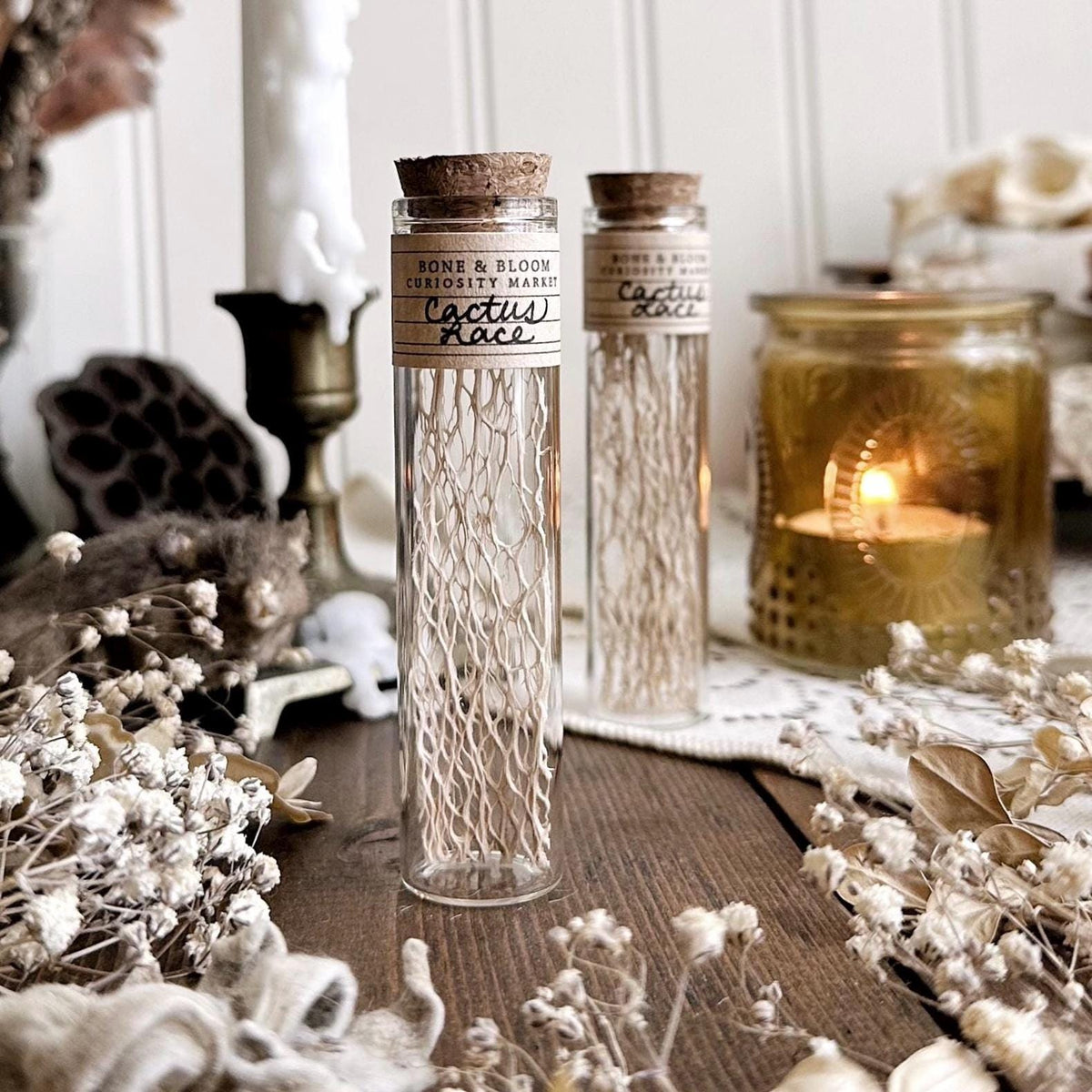 Real Dried Cactus Lace in Glass Vial
