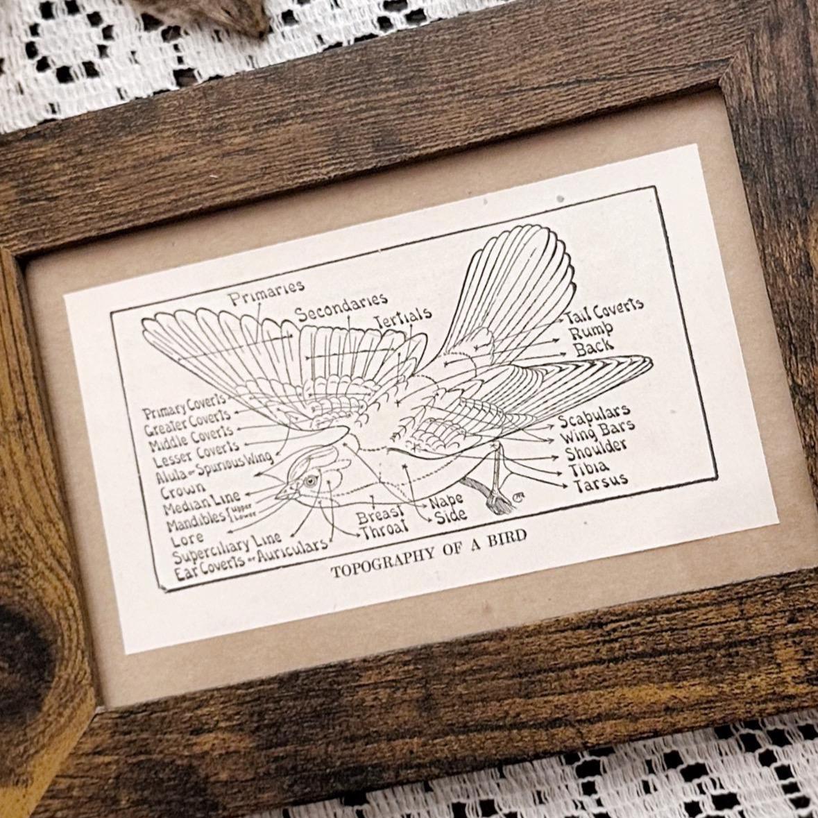 1923 The Topography of a Bird – 4x6 Framed Vintage 1920's Bird Book Page