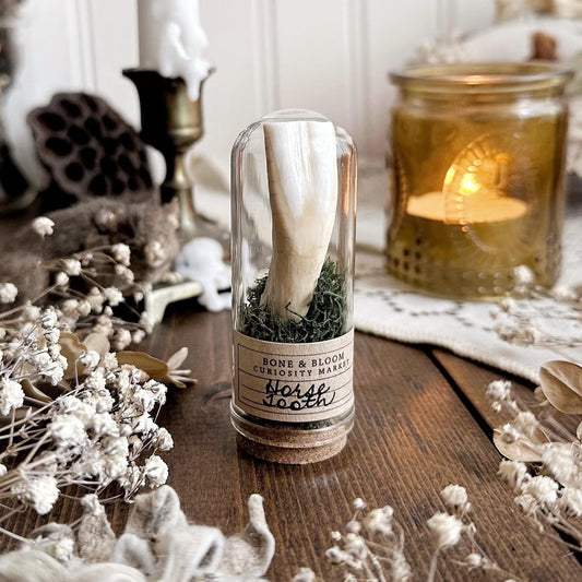 Real Rustic Horse Tooth in Glass Dome