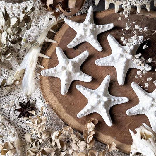 One Real Large Dried Starfish – No. 01