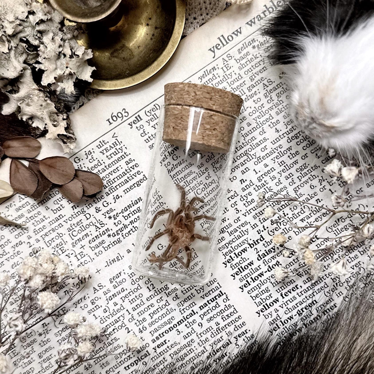 Petite Chaco Golden Knee Tarantula Molt in Glass Vial – No. 06