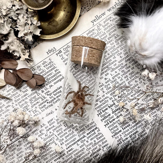 Petite Chaco Golden Knee Tarantula Molt in Glass Vial – No. 06