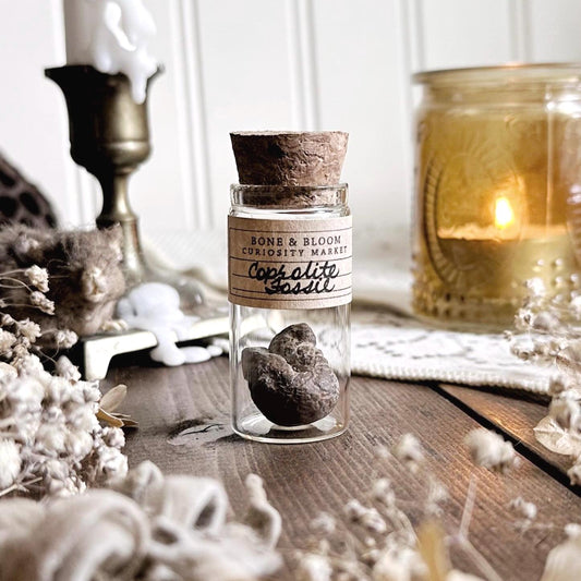 Real Petite Coprolite Fossil in Glass Vial – No. 19