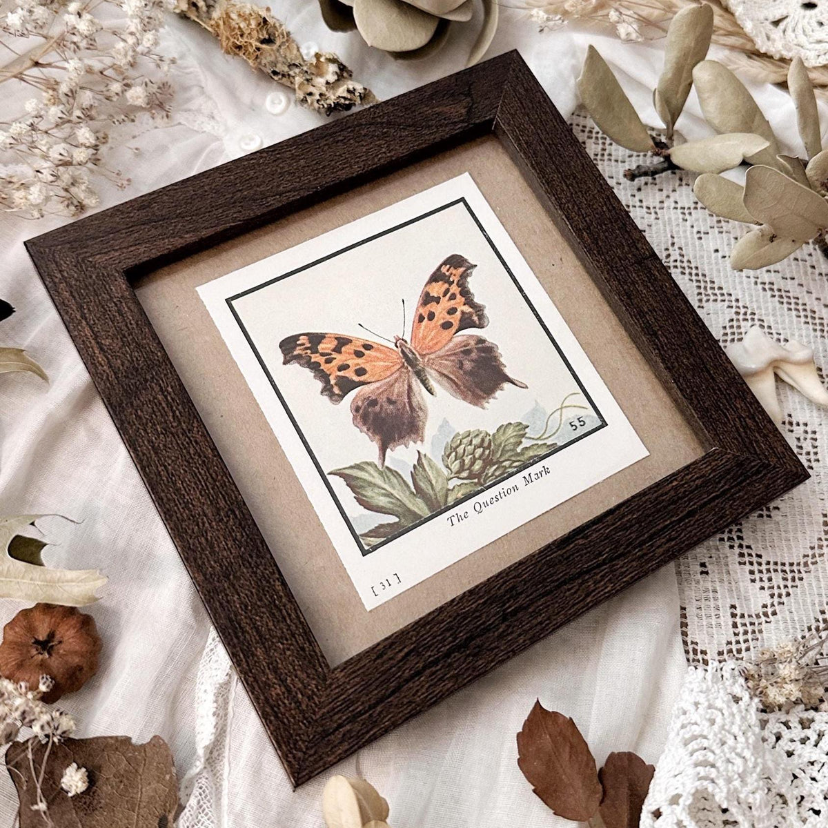 1934 The Question Mark Butterfly – 4x4 Framed Vintage 1930's Print