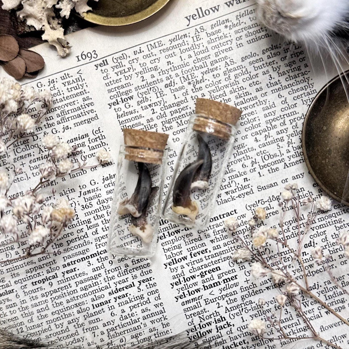 Real Coyote Claws in Glass Vial – No. 02