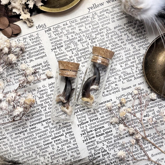 Real Coyote Claws in Glass Vial – No. 02