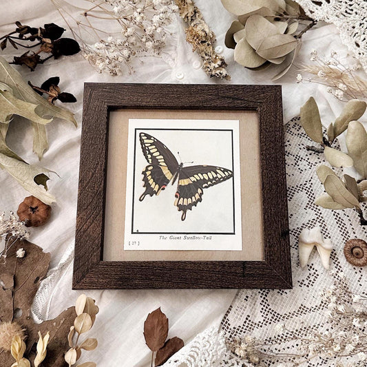 1934 The Giant Swallowtail Butterfly – 4x4 Framed Vintage 1930's Print