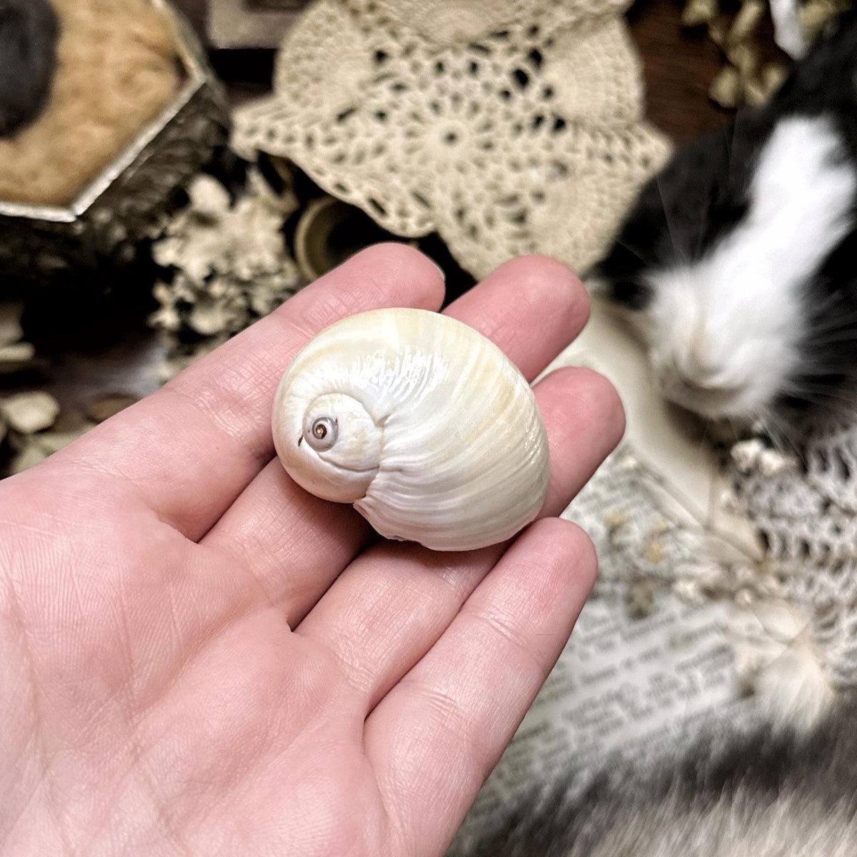 Collection of 3 Moon Shells