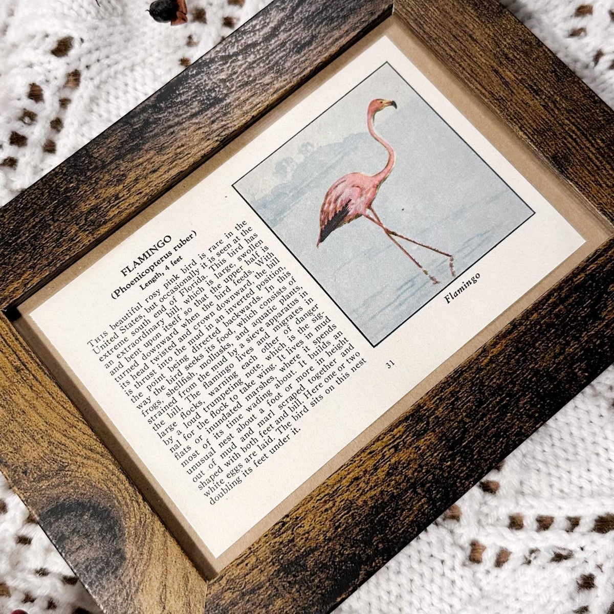 1931 The Flamingo – 4x6 Framed Vintage 1930's Bird Book Page