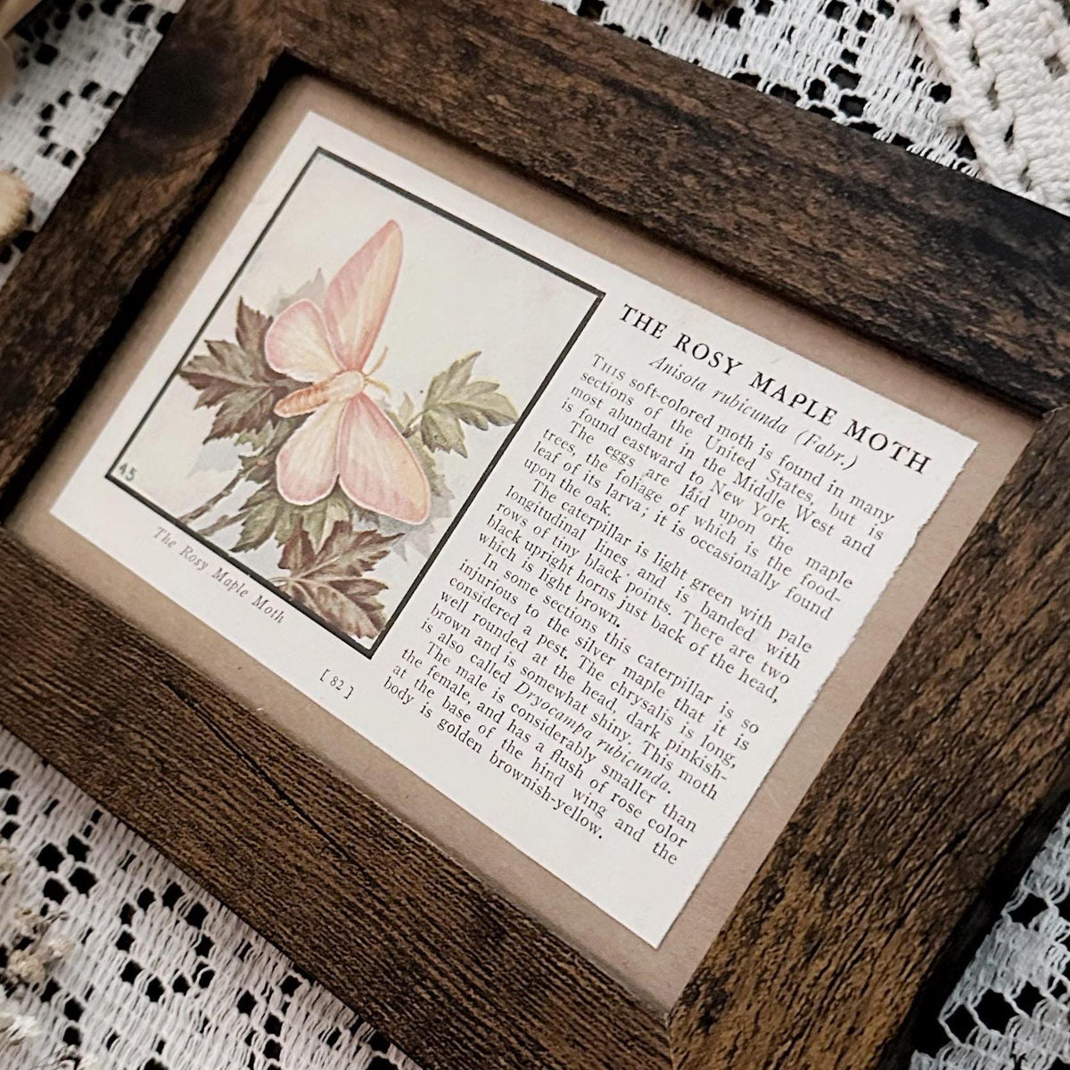 1934 The Rosy Maple Moth – 4x6 Framed Vintage 1930's Book Page