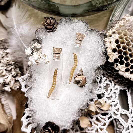 One Real Dried Mealworm in Tiny Glass Vial