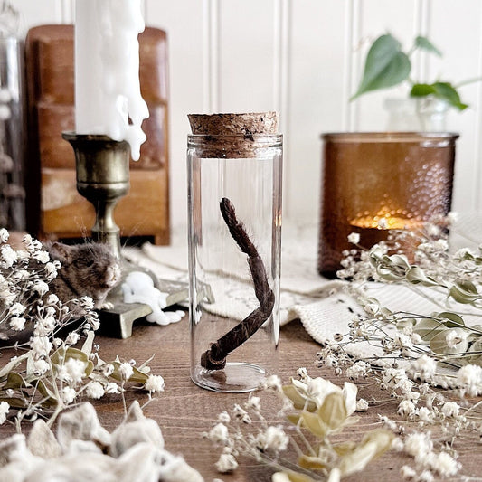 Nigerian Rust Leg Tarantula Leg in Glass Vial – No. 05