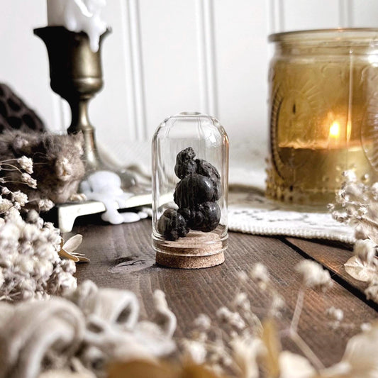 Real Petite Coprolite Fossil in Glass Dome – No. 06