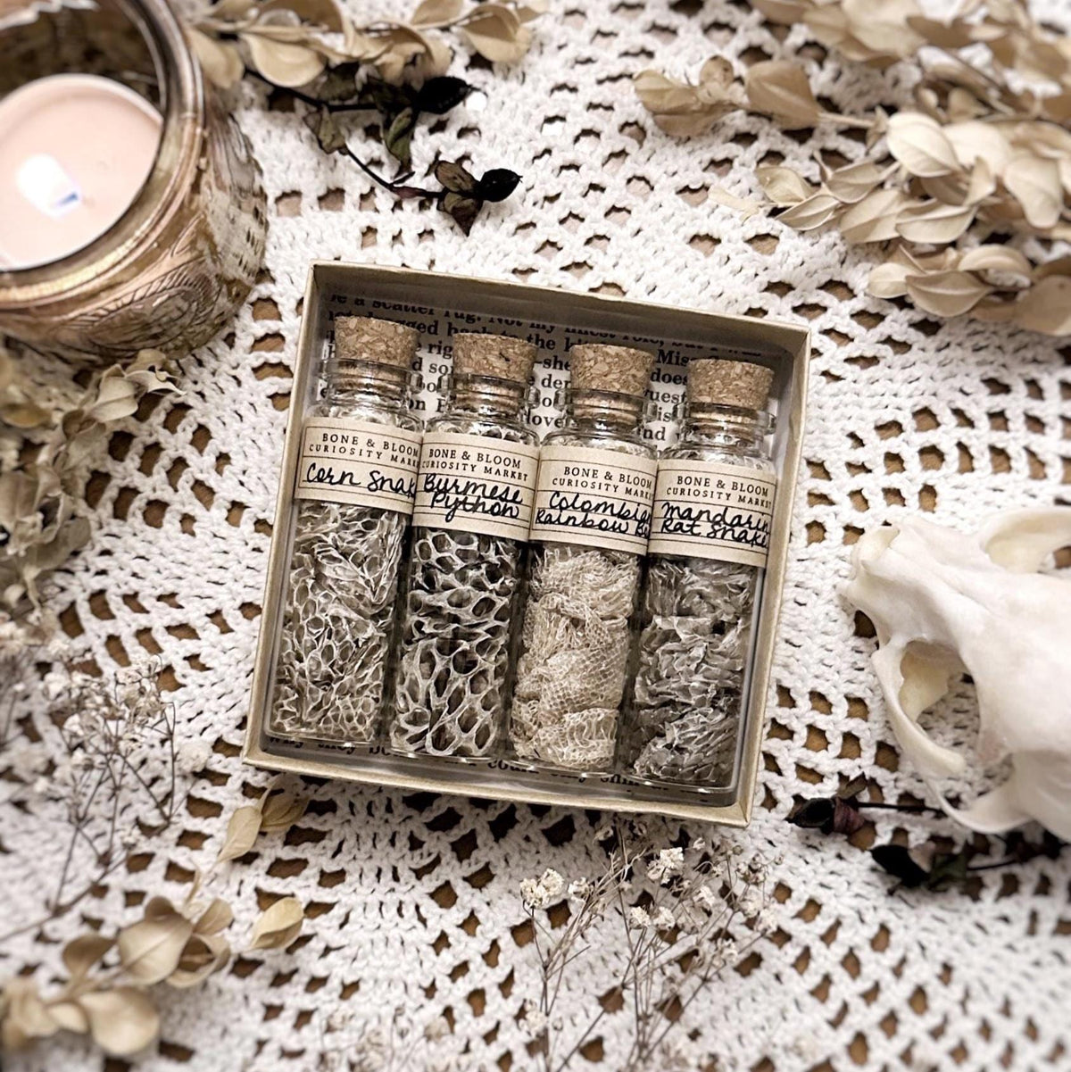 Collection of 4 Real Mystery Snake Skins in Glass Vials