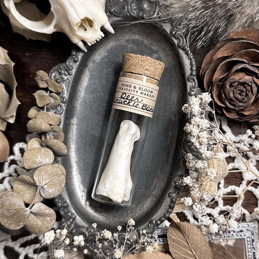 Real Deer Knuckle Bone in Glass Vial – No. 01