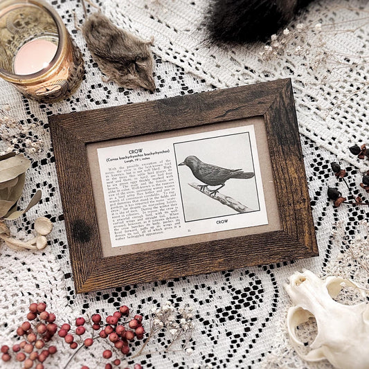 1931 The Crow – 4x6 Framed Vintage 1930's Bird Book Page