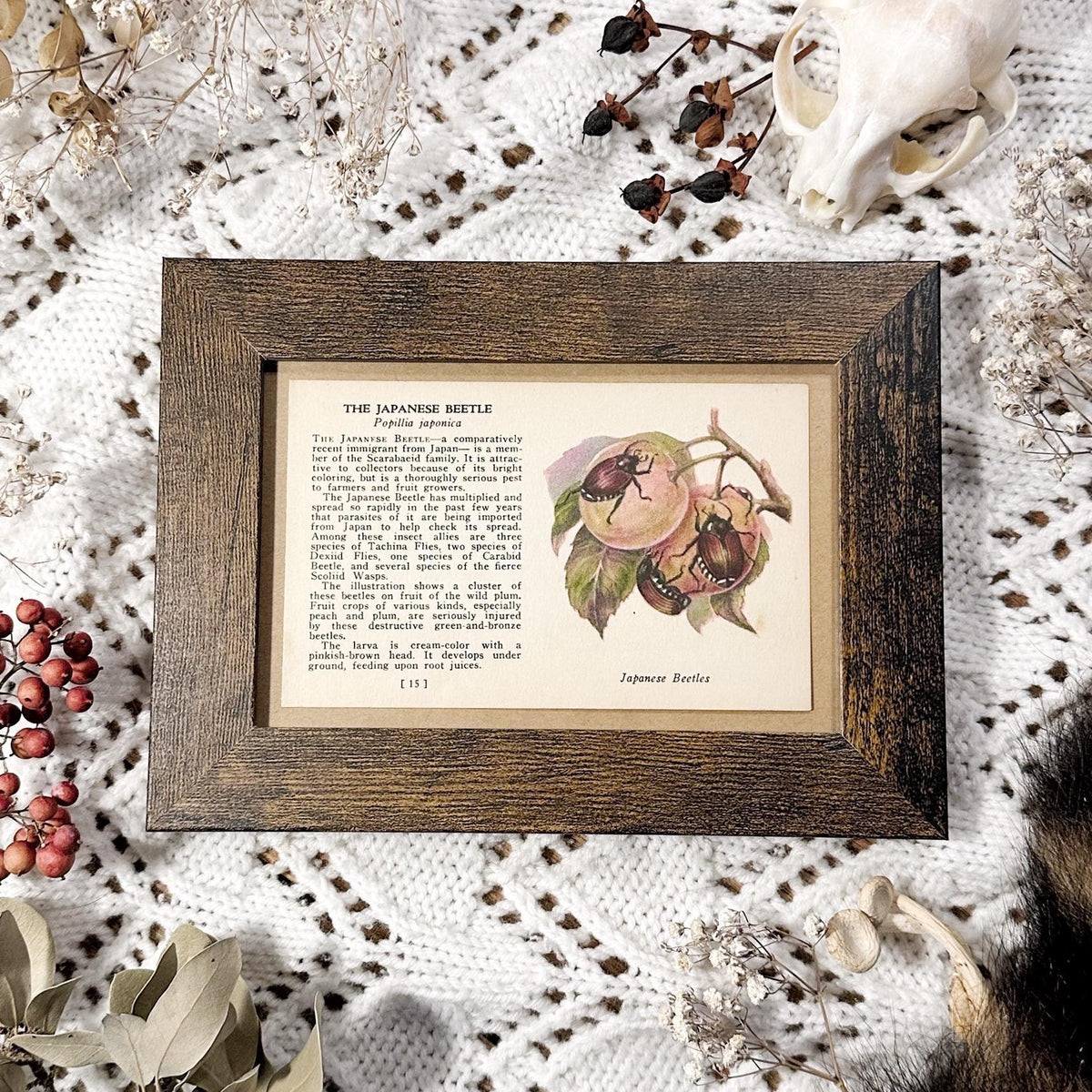 1937 The Japanese Beetle – 4x6 Framed Vintage 1930's Insect Book Page