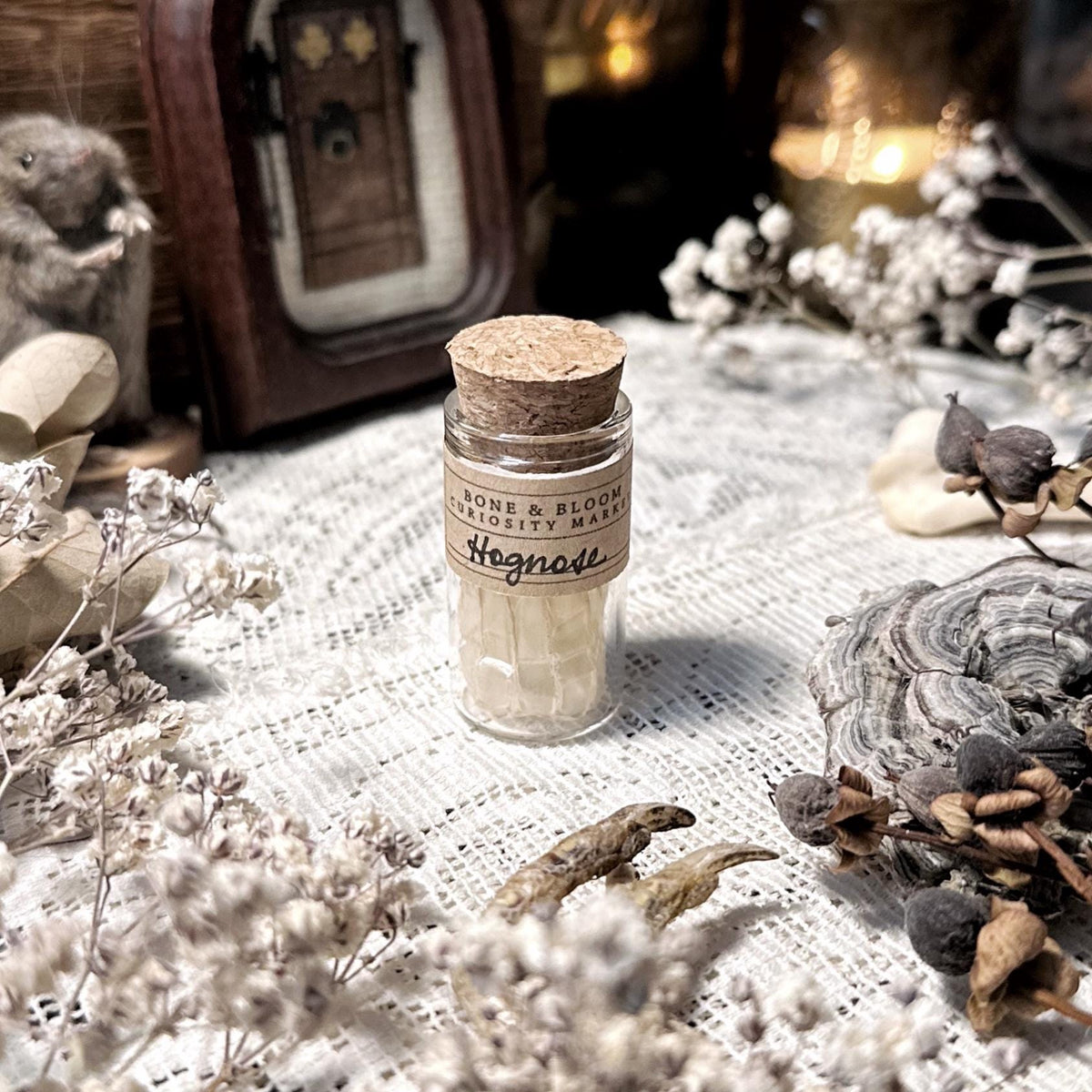 Real Hognose Snake Skin in Glass Vial – No. 02