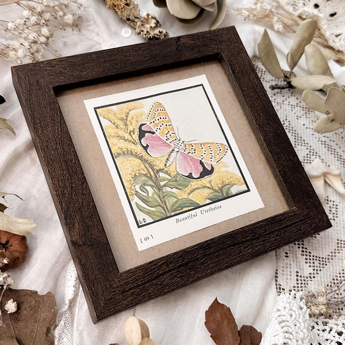 1934 The Beautiful Utetheisa Moth – 4x4 Framed Vintage 1930's Print