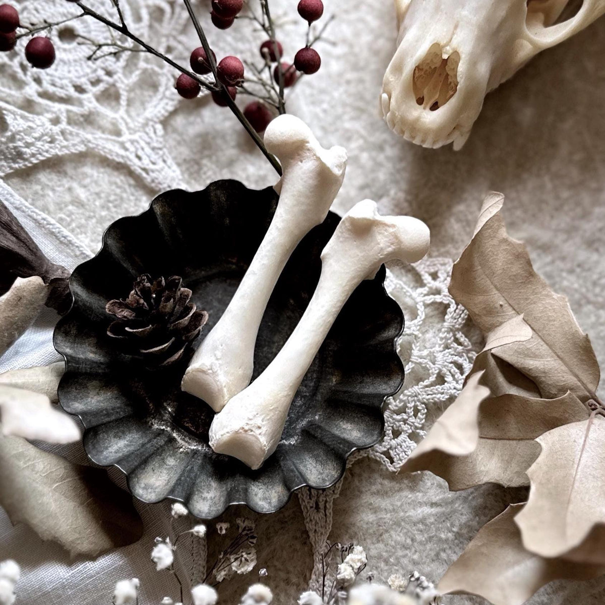 One Real Skunk Femur Bone – No. 01