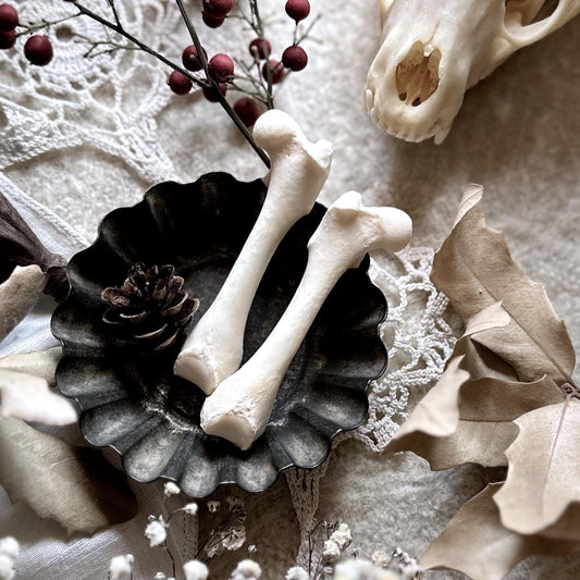 One Real Skunk Femur Bone – No. 01