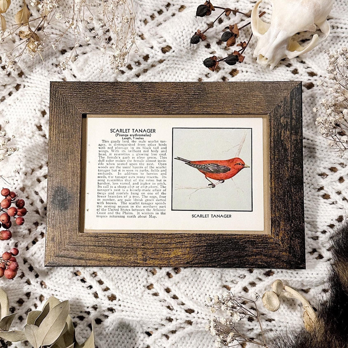 1931 The Scarlet Tanager – 4x6 Framed Vintage 1930's Bird Book Page
