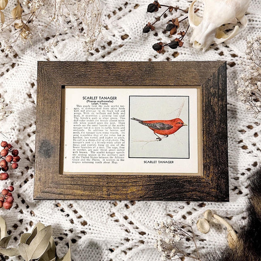 1931 The Scarlet Tanager – 4x6 Framed Vintage 1930's Bird Book Page
