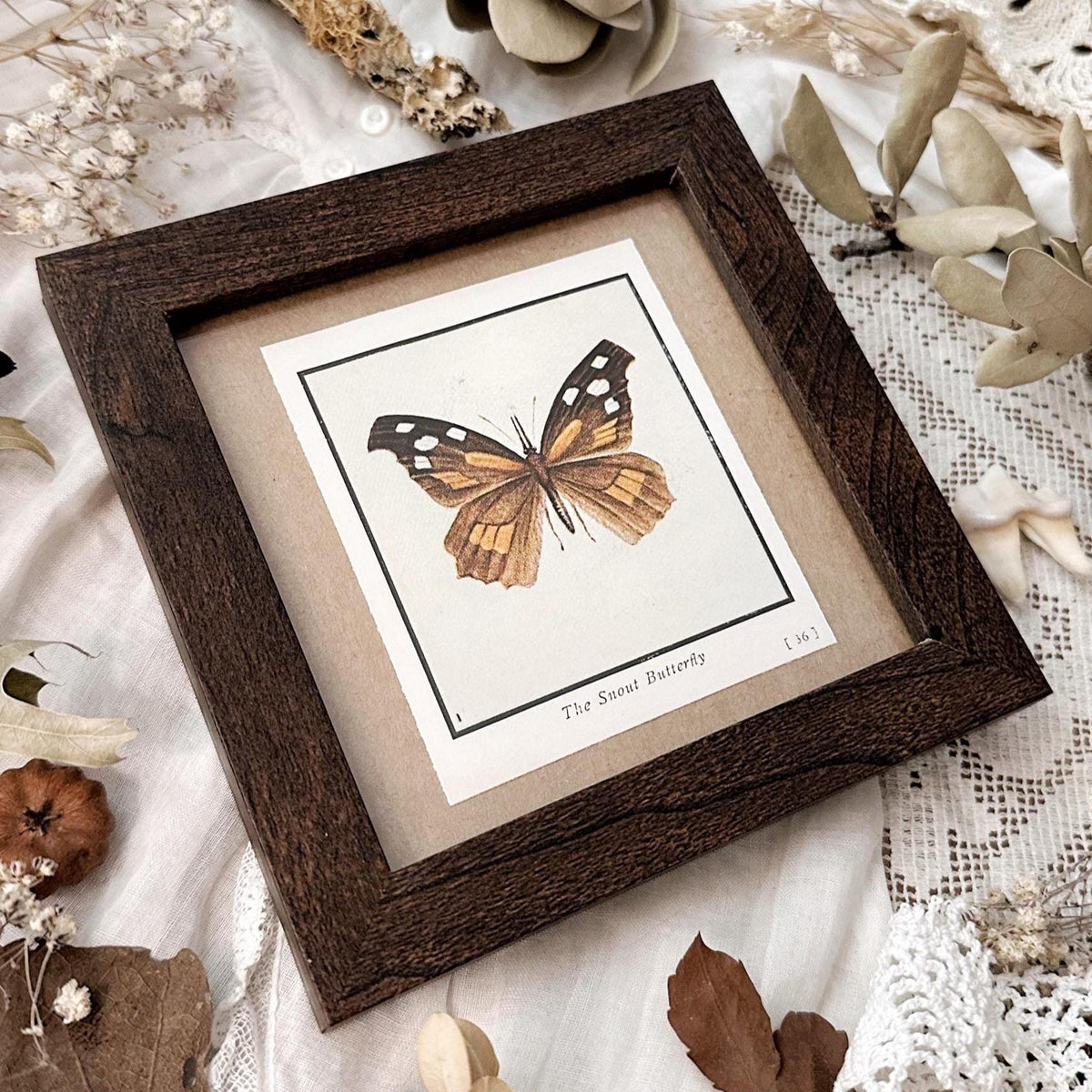 1934 The Snout Butterfly – 4x4 Framed Vintage 1930's Print