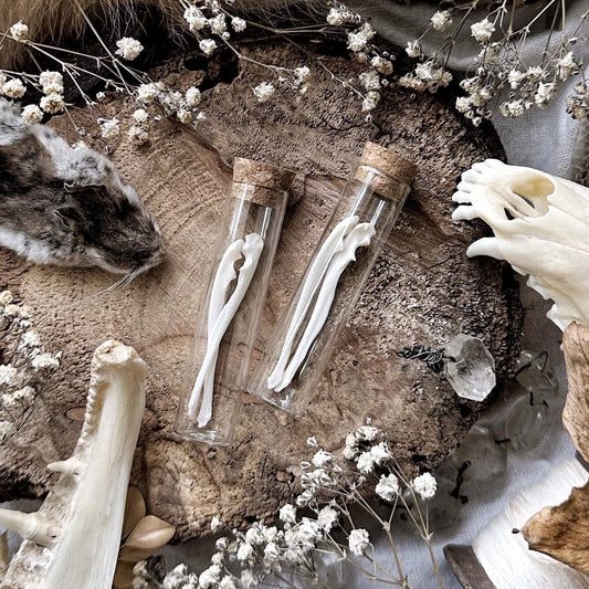 Real Squirrel Ulna Bones in Glass Vial – No. 01