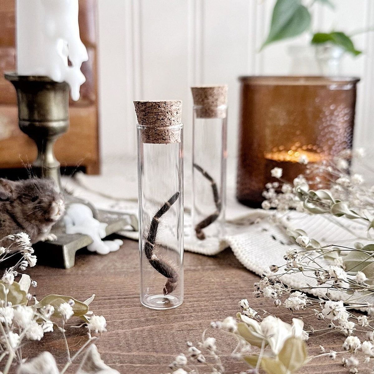 Chaco Golden Knee Tarantula Leg in Glass Vial – No. 08