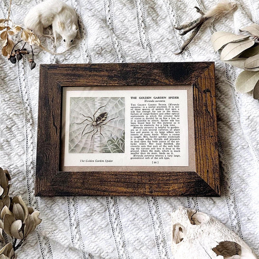 1937 The Golden Garden Spider – 4x6 Framed Vintage 1930's Insect Book Page