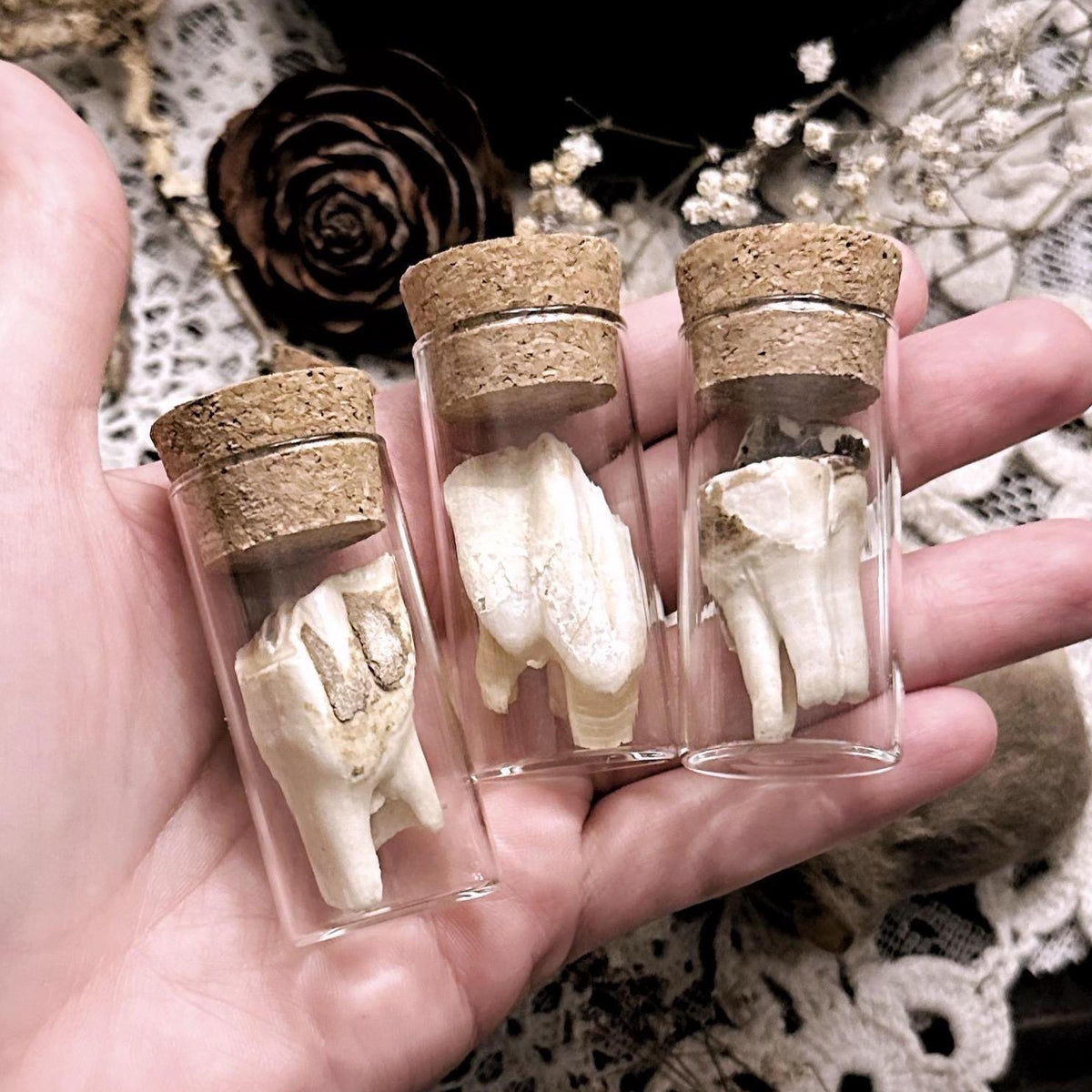 One Real Rustic Cow Tooth in Glass Vial