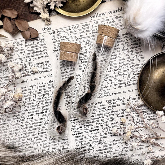 Petite Tarantula Leg in Glass Vial – No. 11