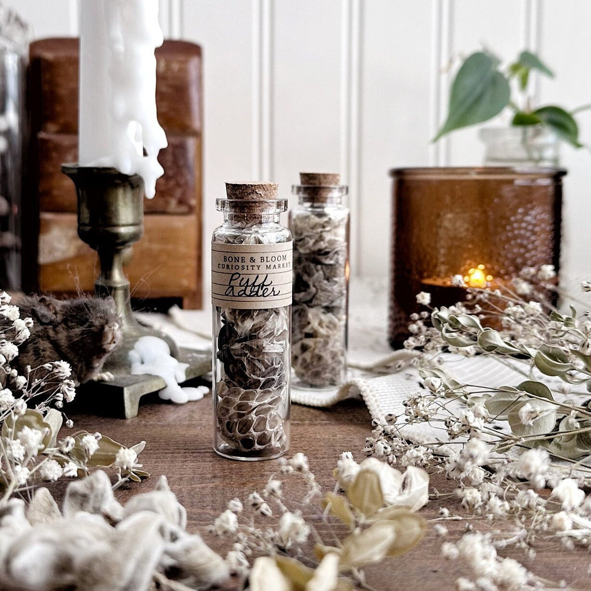 Real Puff Adder Snake Skin in Glass Vial
