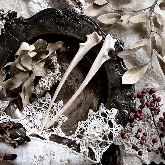 One Real Rustic Coyote Ulna Bone – No. 02