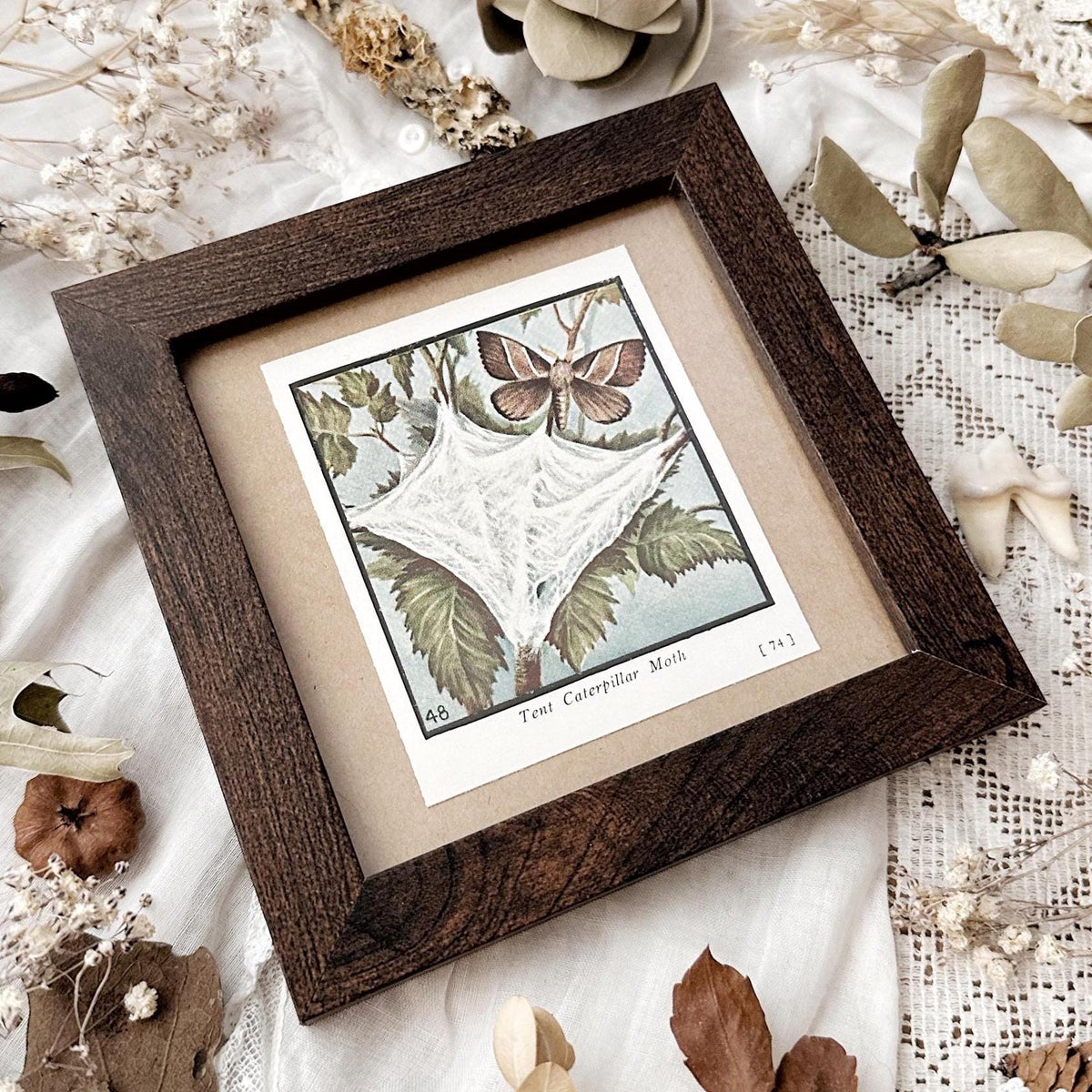 1934 The Tent Caterpillar Moth – 4x4 Framed Vintage 1930's Print