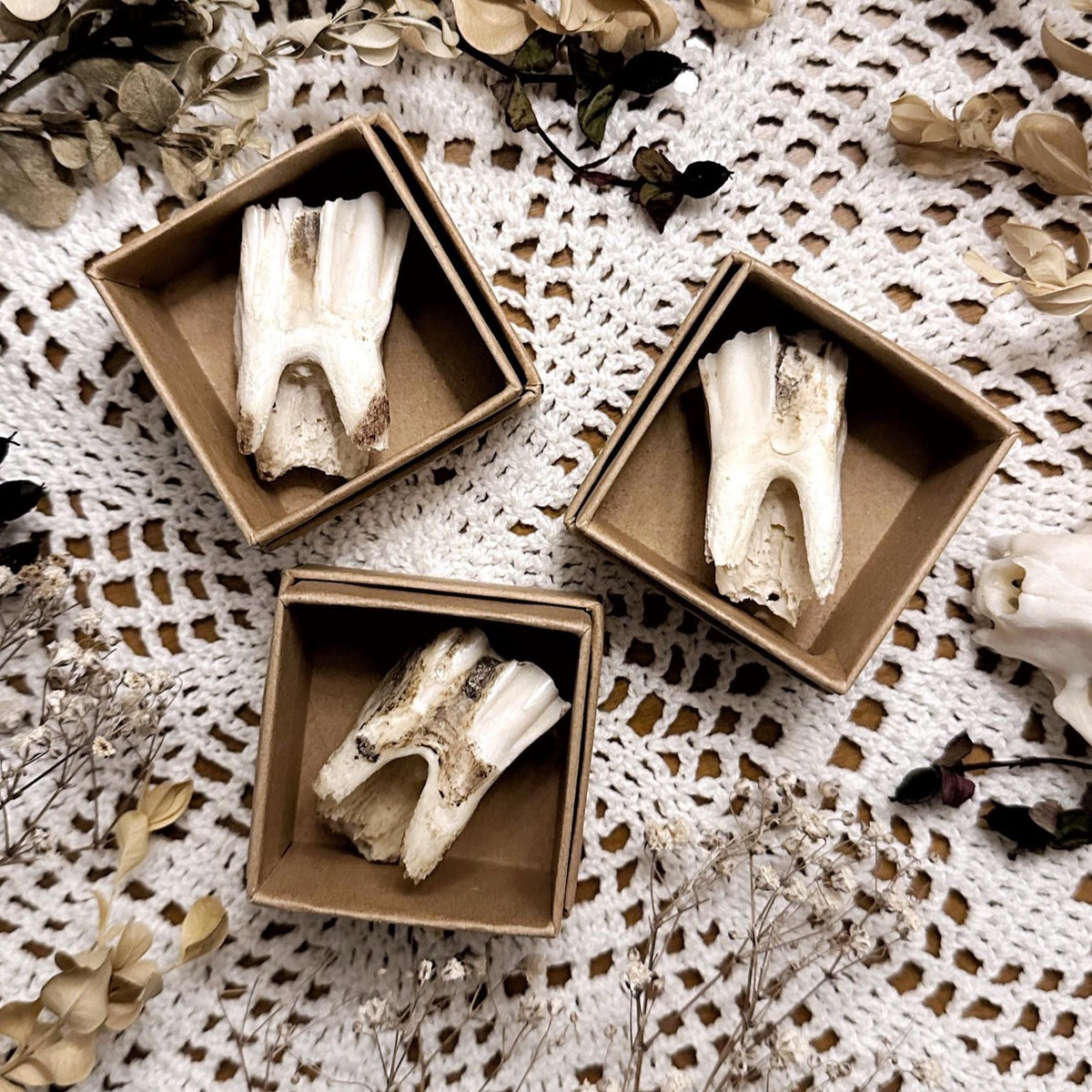 One Real Large Rustic Mystery Cow Tooth in Kraft Box