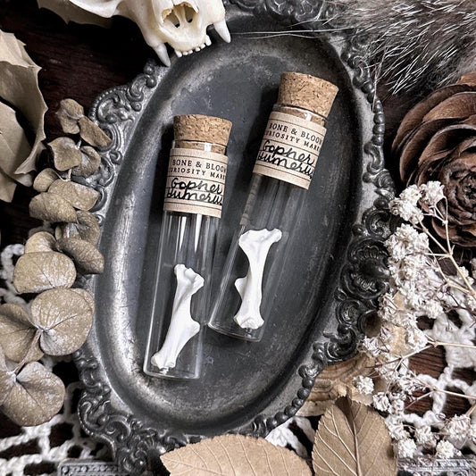 One Real Gopher Humerus Bone in Glass Vial