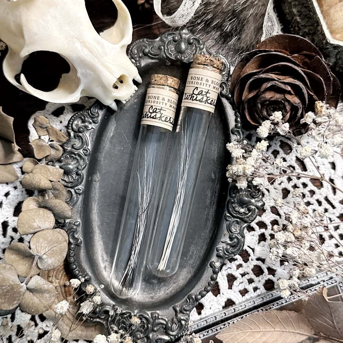 Real Cat Whiskers in Glass Vial – No. 02